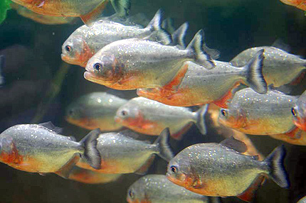 Европейски семинар на Местните инициативни рибарски групи от всички страни-членки на ЕС