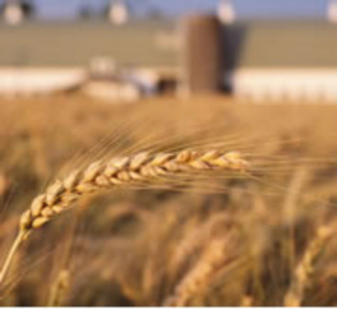 Премахва се таксата за подновяване на регистрацията на търговец на зърно