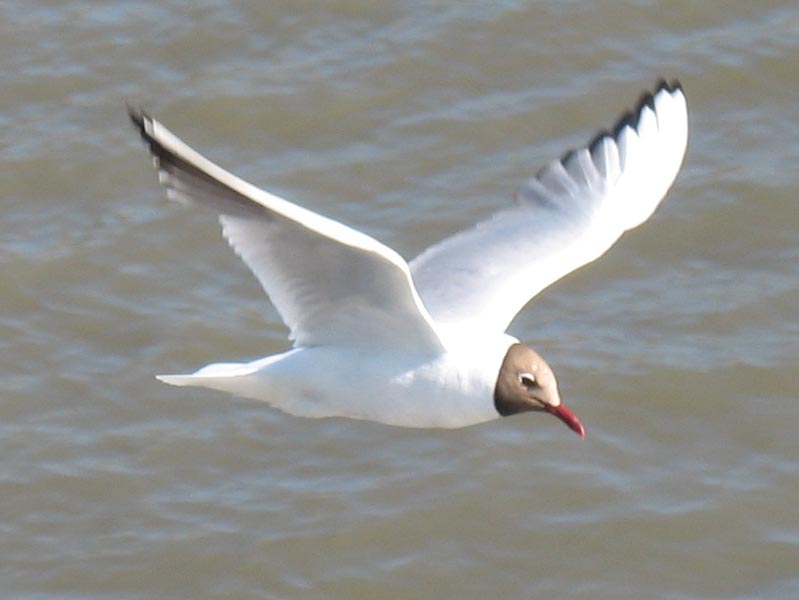 Министърът на вътрешните работи ще ръководи Националния съвет по миграционна политика