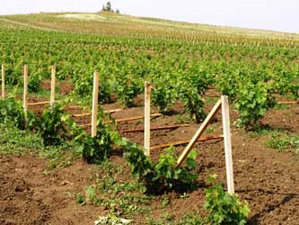 Инвестиционните предложения в лозаро-винарския сектор са за близо 15 млн. евро