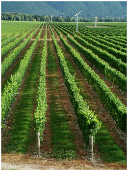 Над 1,2 млрд. лв. е разплатил ДФ „Земеделие” през 2010 г.