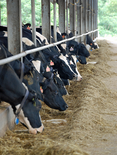 От днес земеделските производители ще получават директни плащания